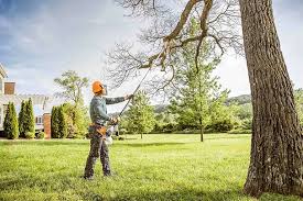 Professional Tree Services in Richmond, VA