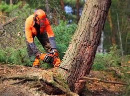 Best Tree Maintenance Programs  in Richmond, VA