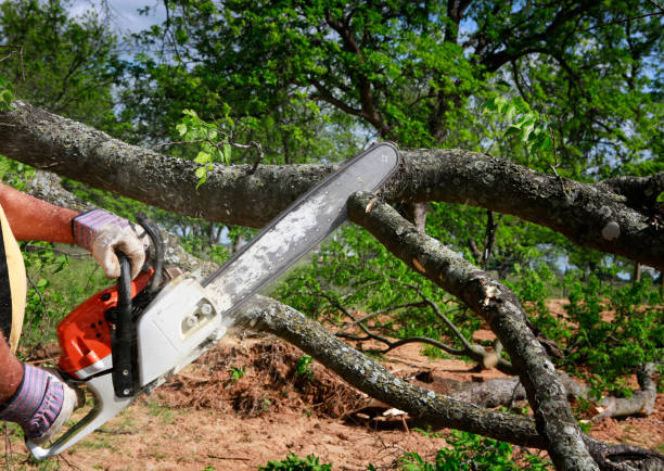 Best Root Management and Removal  in Richmond, VA